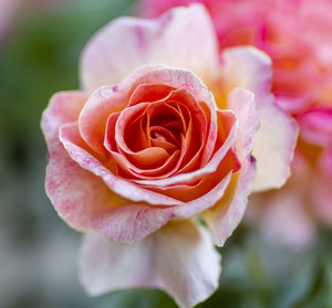 Close-up of pink rose