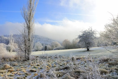 Bare trees on snow covered landscape