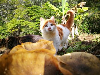 View of a cat on ground