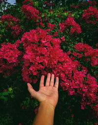 Close-up of hand against pink flowering plants