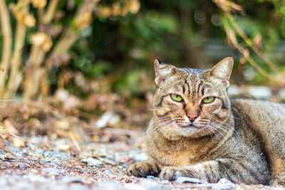 Close-up portrait of a cat