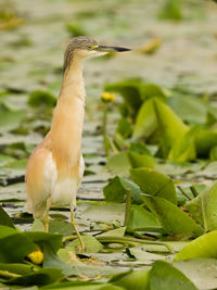 Close-up of bird perching on leaves