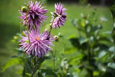 Close-up of purple flowers