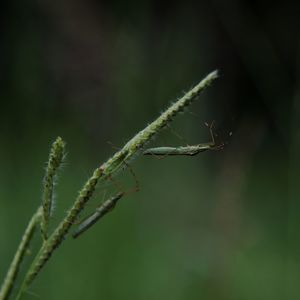 Close-up of insect on plant