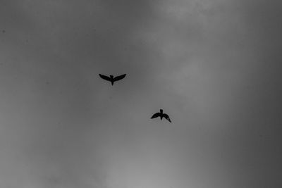 Low angle view of silhouette birds flying against sky