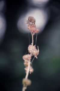 Close-up of wilted flower