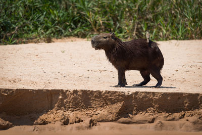 Bird perching on capybara