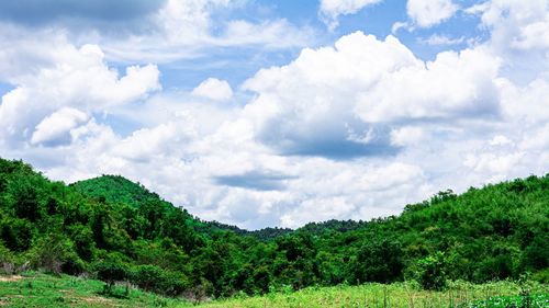 Scenic view of trees against sky