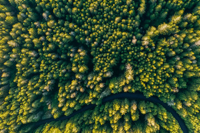 Full frame shot of green leaves