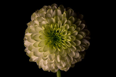 Close-up of flower over black background