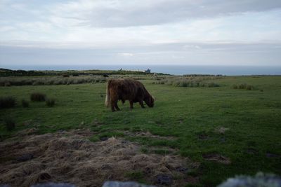 Horse in a field