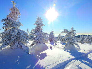 Snow covered trees against sky on sunny day