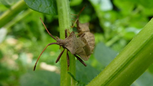 Close-up of insect on leaf