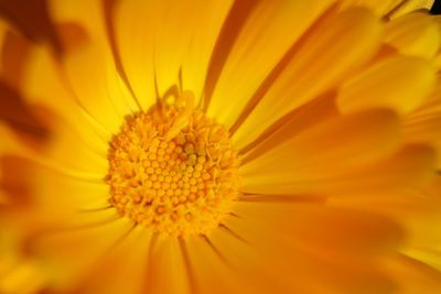 Close-up of yellow flower pollen