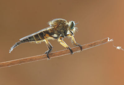 Close-up of insect