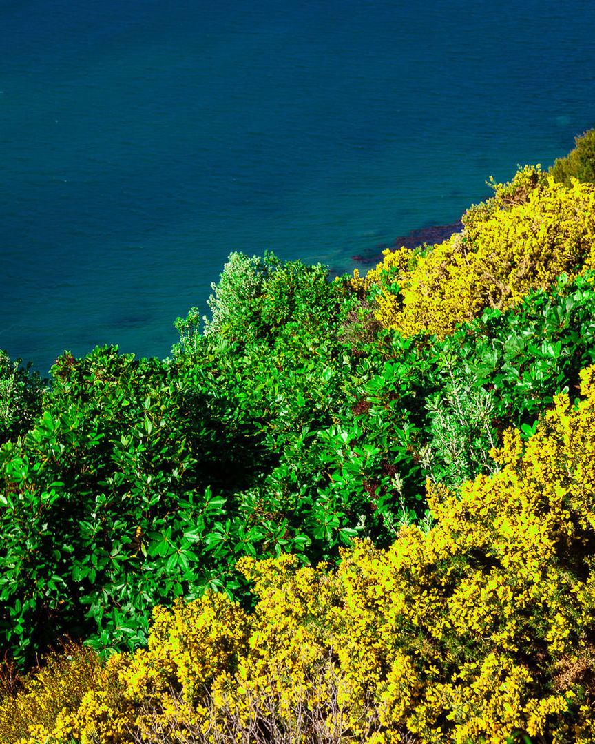 HIGH ANGLE VIEW OF FLOWERING PLANTS AND SEA