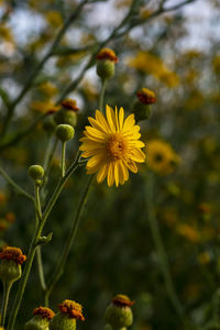 Close-up of yellow flowering plant