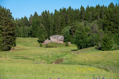 Large rock that resembles a whale