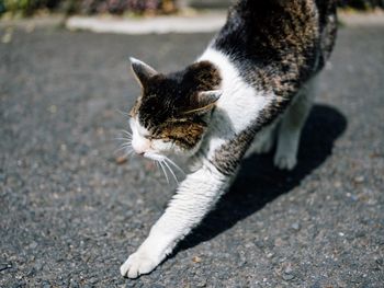 Cat on street