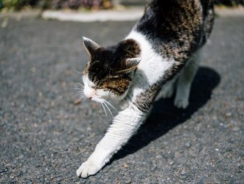 Cat on street