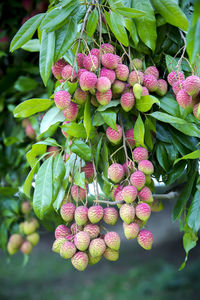 Close-up of berries growing on plant