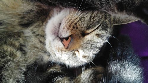 Close-up of cat sleeping