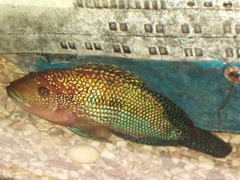 Close-up of fish in water