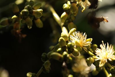Close-up of insect on flower