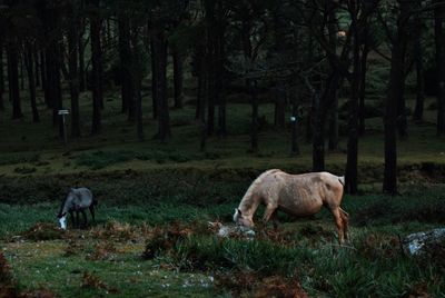 Horse grazing in a field