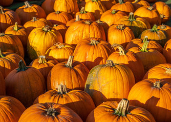 Full frame shot of pumpkins for sale at market