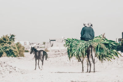 Horse standing on sand against clear sky