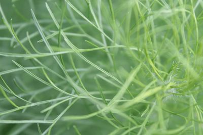 Full frame shot of green leaves