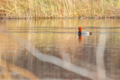 Man swimming in a lake