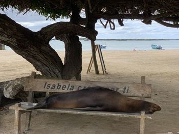 View of an animal on beach