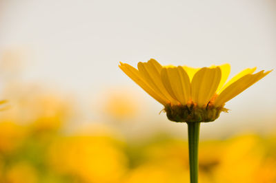 Close-up of yellow flowering plant