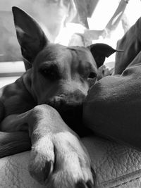 Close-up of dog resting on bed at home