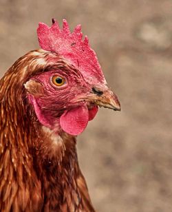 Close-up of rooster