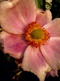 Close-up of pink hibiscus blooming outdoors