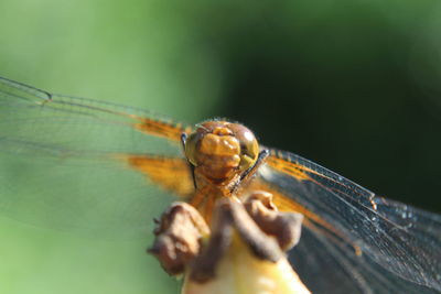 Close-up of dragonfly