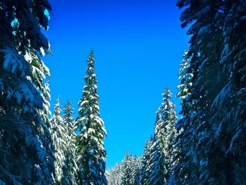 Low angle view of trees against clear blue sky