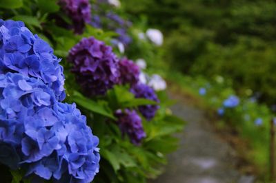 Close-up of purple flowers