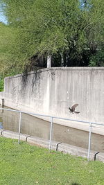 View of birds on land