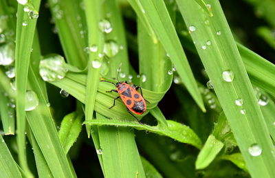 Close-up of insect on wet leaf