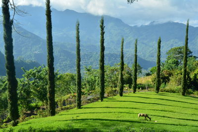 Scenic view of trees on field against sky