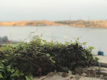 Close-up of plants growing on beach against sky