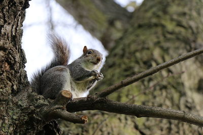 Close-up of squirrel on tree trunk