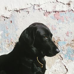 Close-up of black dog