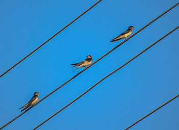 Low angle view of birds perching on cable against clear blue sky
