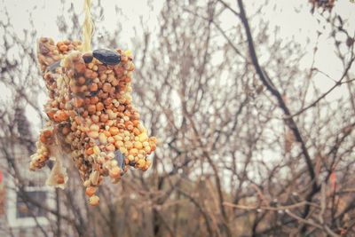 Close-up of berries on tree