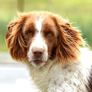 Close-up portrait of a dog